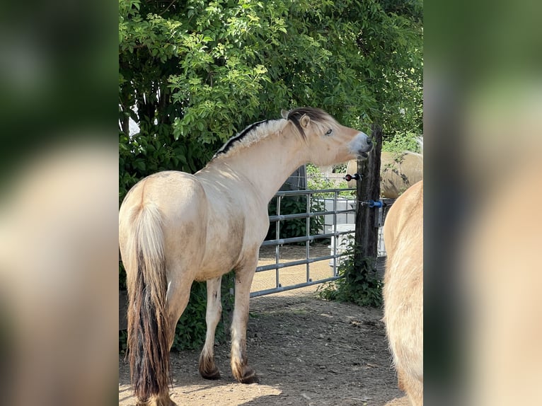 Fjord Stallone 2 Anni 147 cm Falbo in Bonn