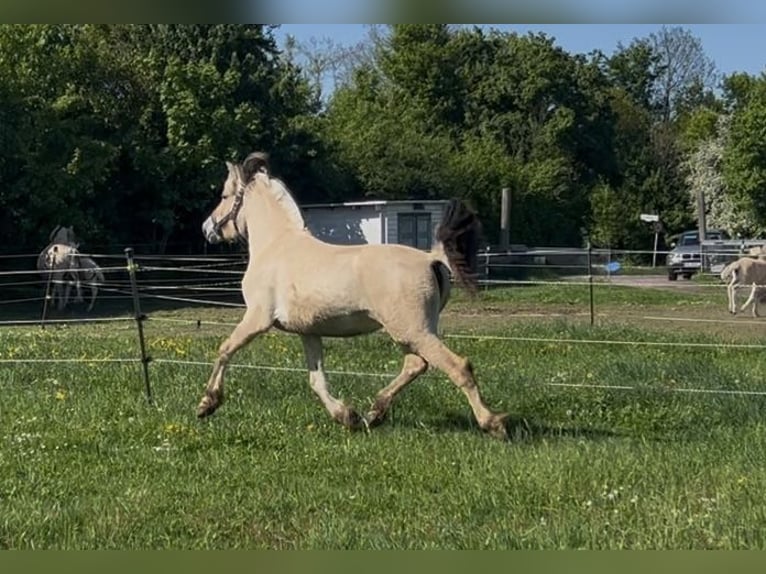 Fjord Stallone 2 Anni 147 cm Falbo in Bonn