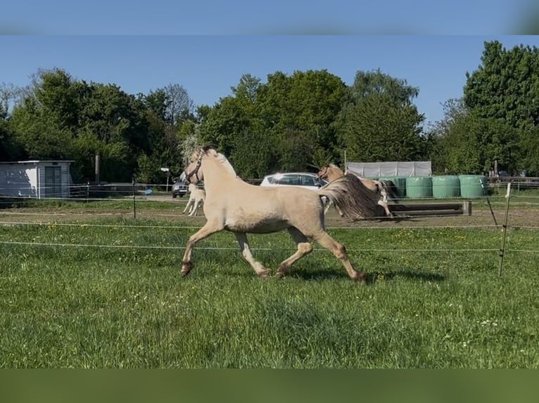 Fjord Stallone 2 Anni 147 cm Falbo in Bonn