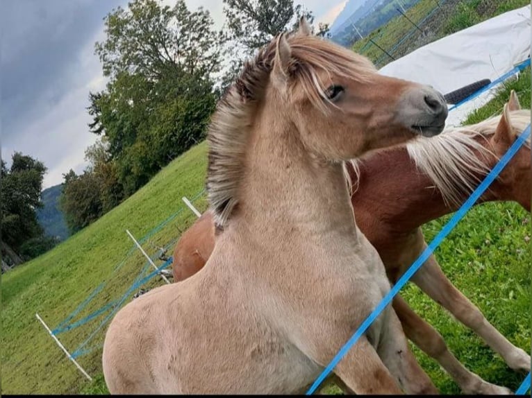 Fjord Stallone 2 Anni  in Purgstall