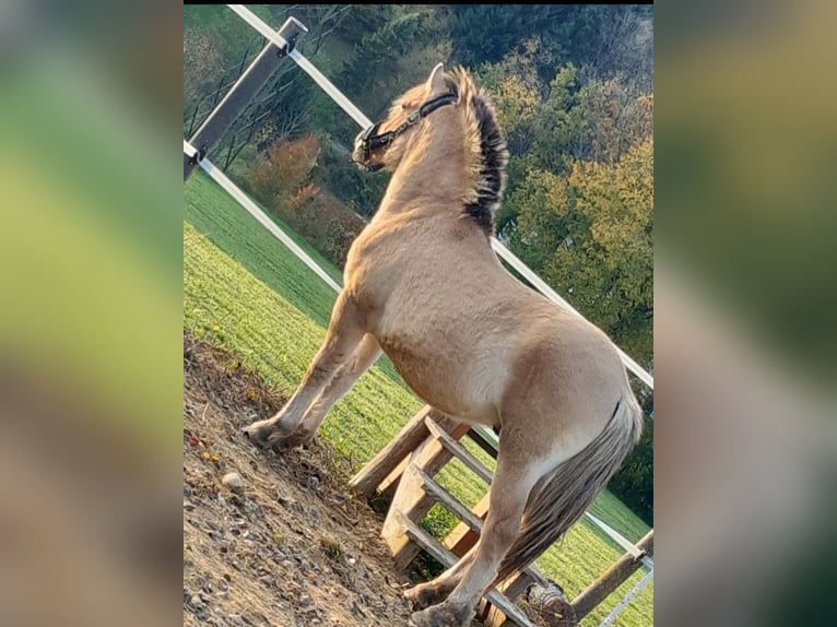 Fjord Stallone 2 Anni  in Purgstall