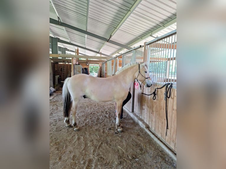 Fjord Stallone 2 Anni in L&#x27;Argentiere La Bess&#xE9;e