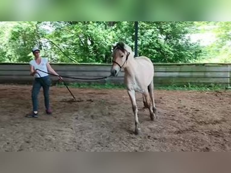 Fjord Stallone 2 Anni in L&#x27;Argentiere La Bess&#xE9;e