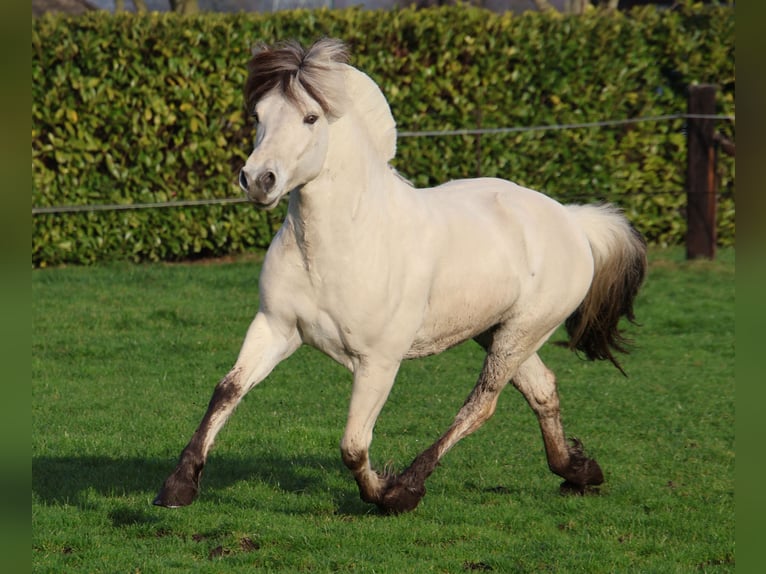 Fjord Stallone 3 Anni 143 cm Bianco in Beek en Donk