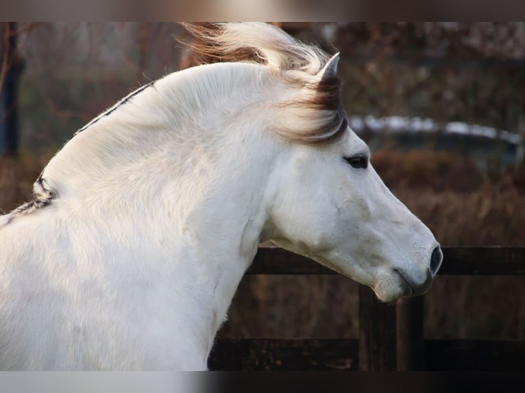 Fjord Stallone 3 Anni 143 cm Bianco in Beek en Donk