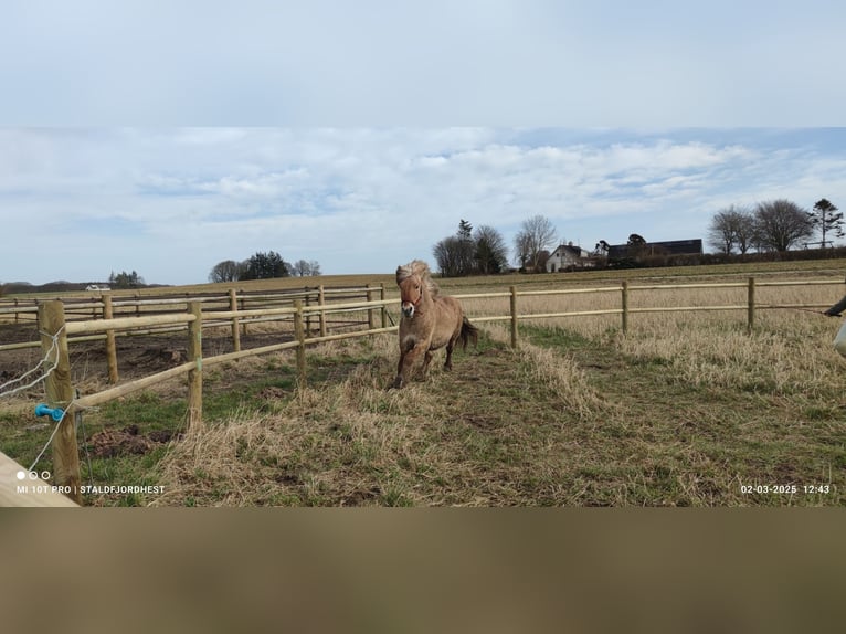 Fjord Stallone 5 Anni 140 cm Red dun in N&#xF8;rager