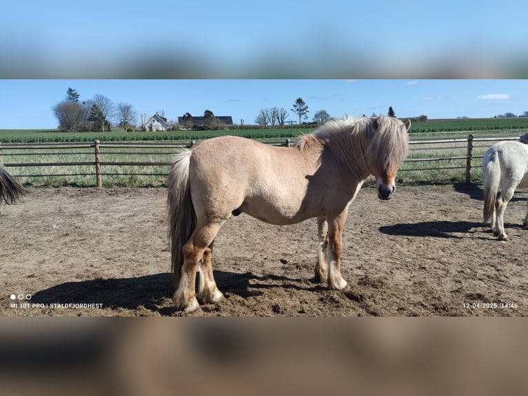 Fjord Stallone 5 Anni 140 cm Red dun in N&#xF8;rager