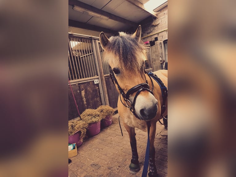 Fjord Stallone 6 Anni 145 cm in Malle