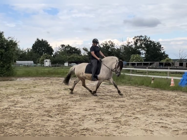 Fjord Stallone 7 Anni 146 cm Falbo in BonnBinn
