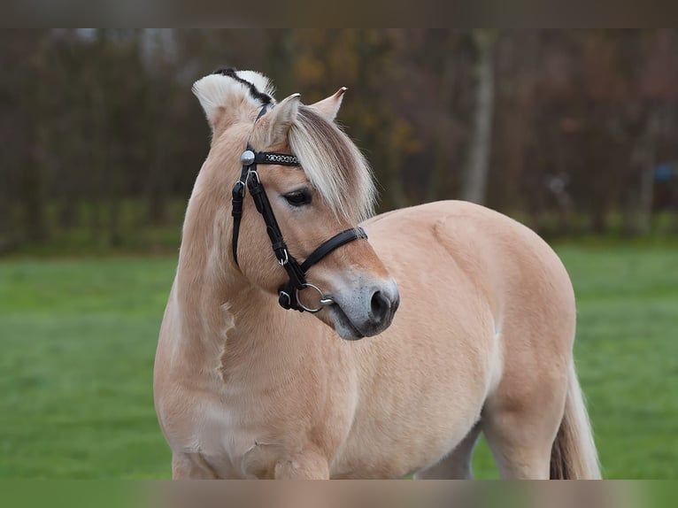 Fjord Stallone in Hensbroek