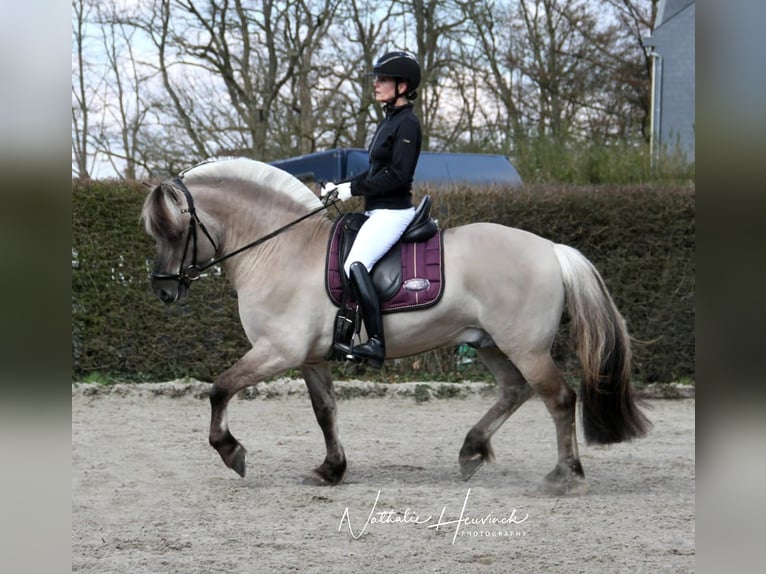 Fjord Stallone Puledri (06/2025) 145 cm Falbo in Klein Pampau