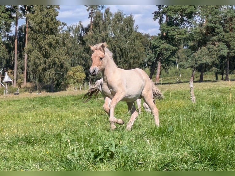 Fjord Stallone Puledri (05/2026) 147 cm Falbo in Langenheide
