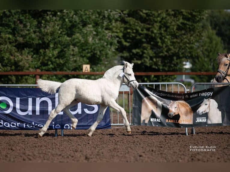 Fjord Stallone Puledri (04/2024) 148 cm Bianco in Hijken