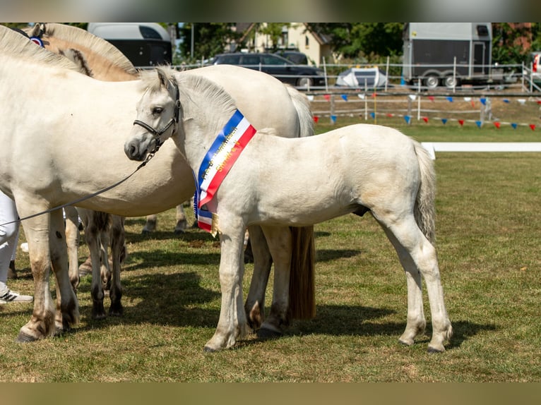 Fjord Stallone Puledri (05/2026) 148 cm Falbo in Dingen