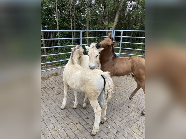 Fjord Stallone Puledri (05/2024) 148 cm Falbo in Erfurt