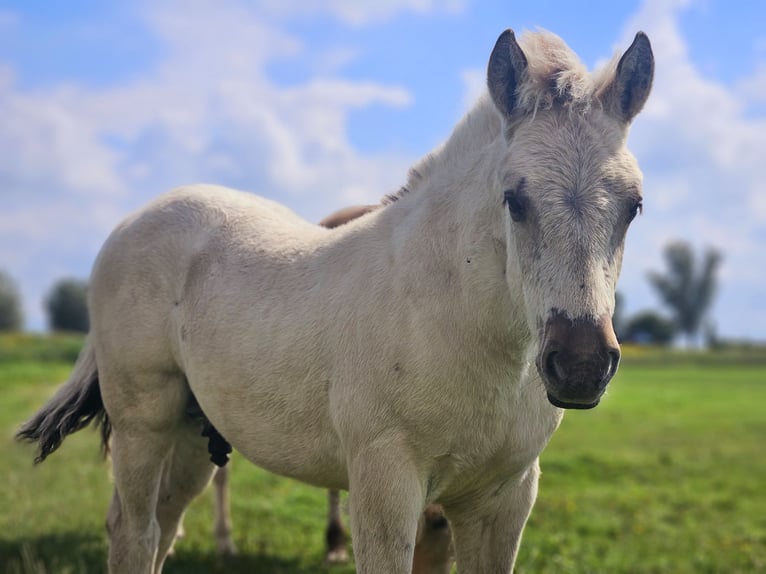 Fjord Stallone Puledri (05/2025) 148 cm Grullo in Wanneperveen