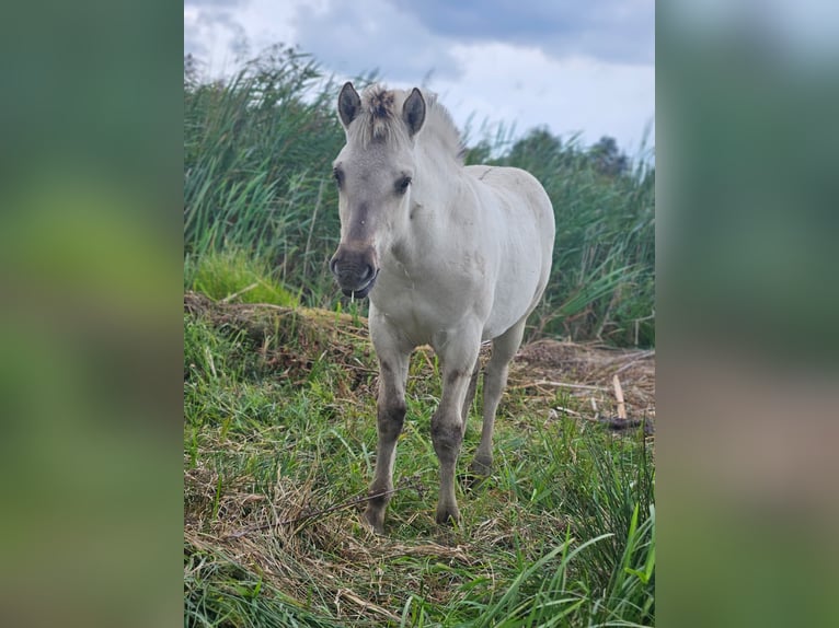 Fjord Stallone Puledri (05/2025) 148 cm Grullo in Wanneperveen