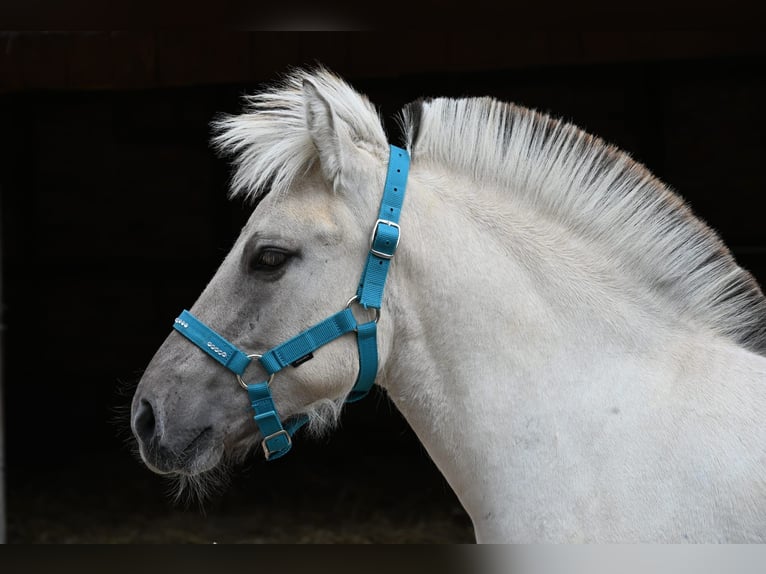 Fjord Stallone Puledri (04/2025) 150 cm Falbo in Erfurt