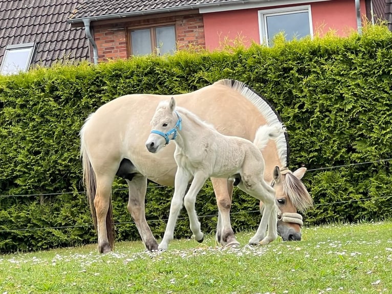 Fjord Stallone  153 cm Falbo in Grimmen