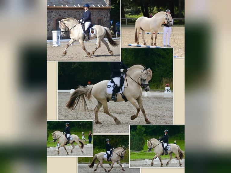 Fjord Stallone  153 cm Falbo in Grimmen