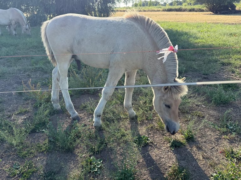 Fjord Stallone Puledri (04/2026)  in Tiel