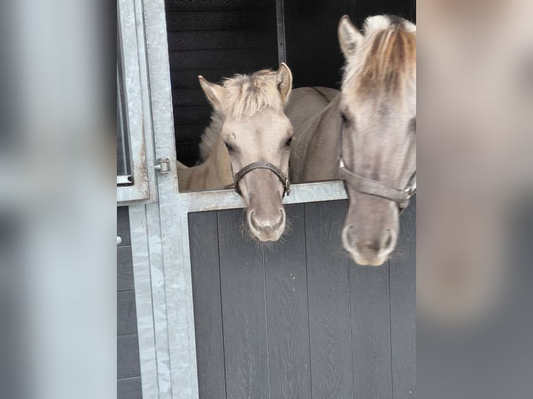 Fjord Stallone Puledri (05/2025) in grashoek Fjord Stallone Puledri (05/2025) in grashoek