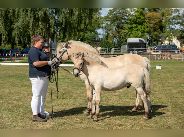 Fjord Stallone Puledri (04/2026) Falbo in Nortorf