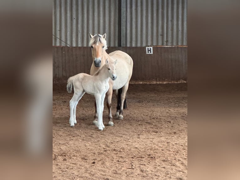 Fjord Stallone  Falbo in Westerstede