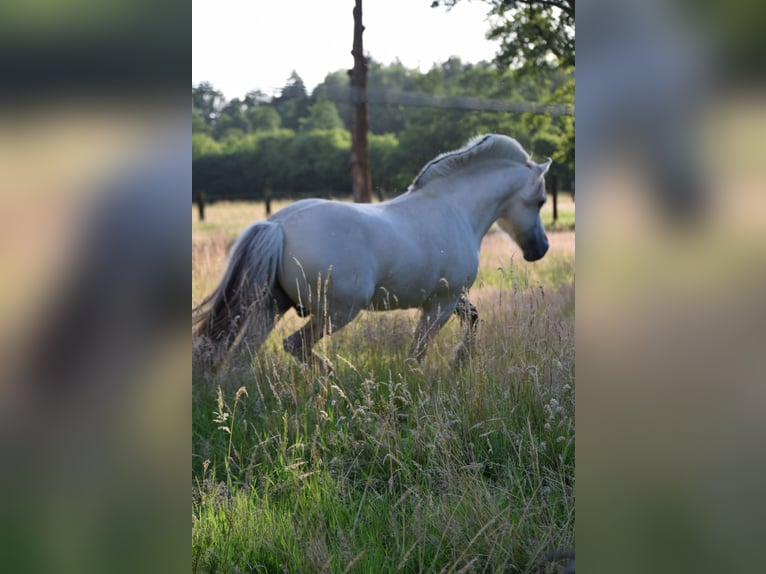 Fjord Stallone Puledri (08/2024) Grullo in Zoersel