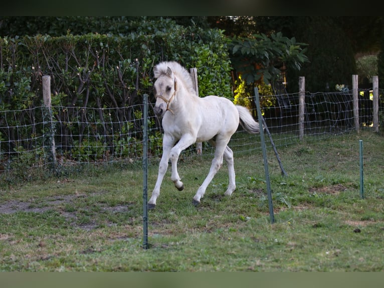 Fjord Stallone Puledri (06/2024) Grullo in Heelsum