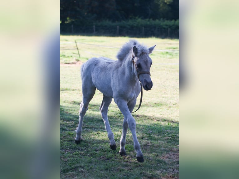 Fjord Stallone Puledri (06/2024) Grullo in Heelsum