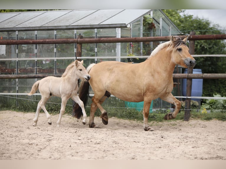 Fjord Stallone Puledri (06/2025) Red dun in Emmercompascuum Fjord Stallone Puledri (06/2025) Red dun in Emmercompascuum
