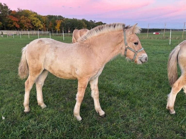 Fjord Stallone Puledri (05/2025) Red dun in Kamie&#x144; &#x15A;l&#x105;ski
