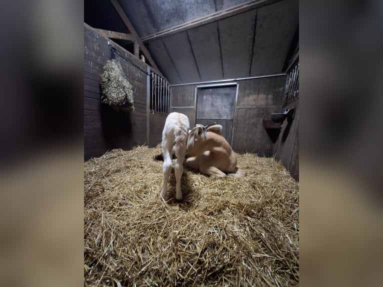 Fjord Stallone Puledri (06/2025) Red dun in Emmer compascuum Fjord Stallone Puledri (06/2025) Red dun in Emmer compascuum