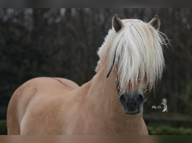 Fjord Stallone Puledri (06/2025) Red dun in Emmer compascuum Fjord Stallone Puledri (06/2025) Red dun in Emmer compascuum