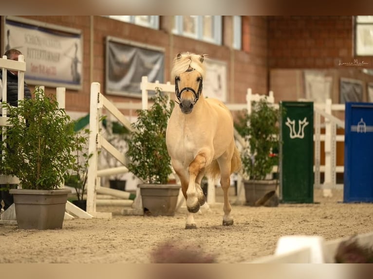 Fjord Stallone Red dun in Hijken