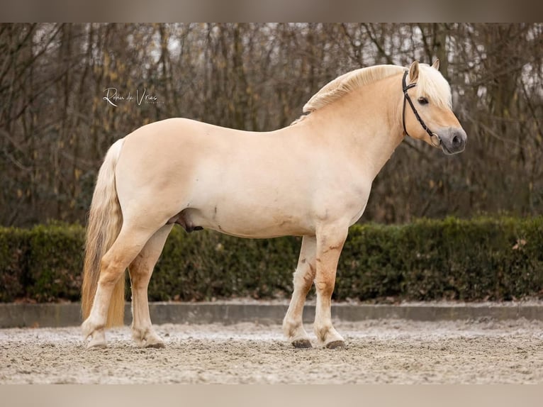 Fjord Stallone Red dun in Hijken