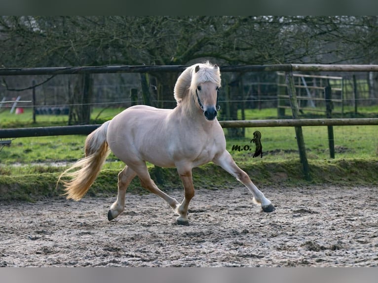 Fjord Stallone Red dun in Hijken