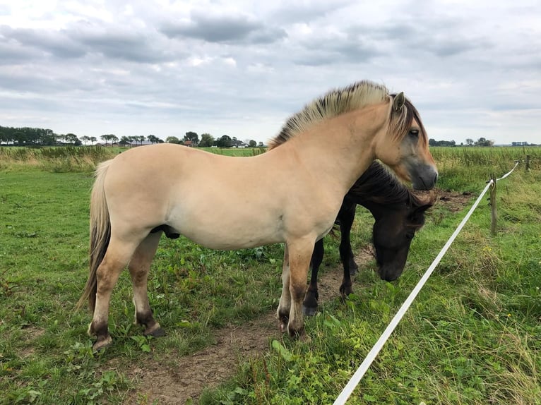 Fjordhästar Hingst 2 år in Geffen