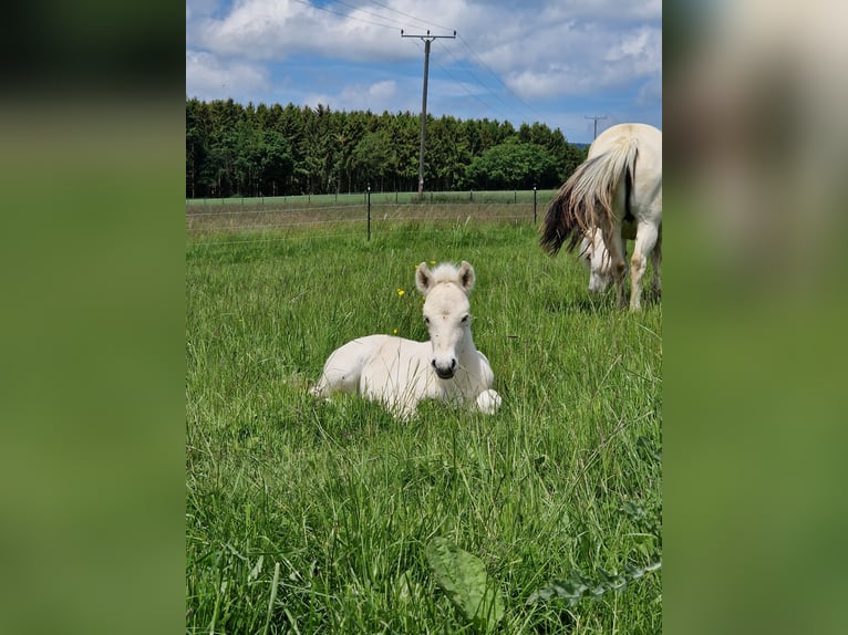 Fjordhästar Hingst Föl (05/2024) 148 cm Black in Stipshausen