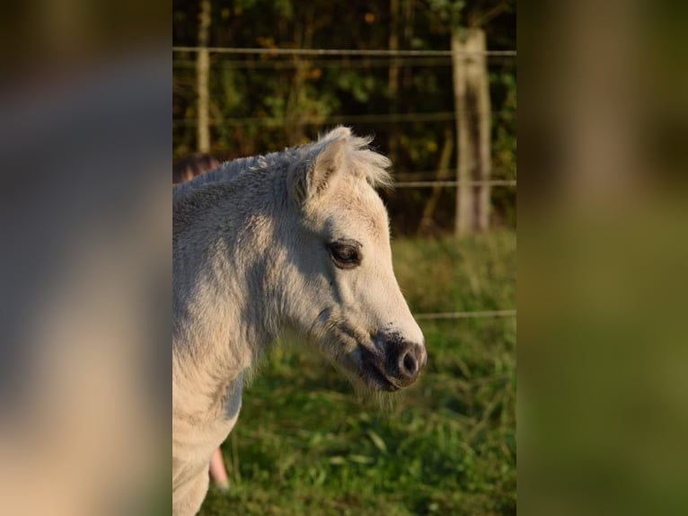 Fjordhästar Hingst Föl (08/2024) Black in Zoersel