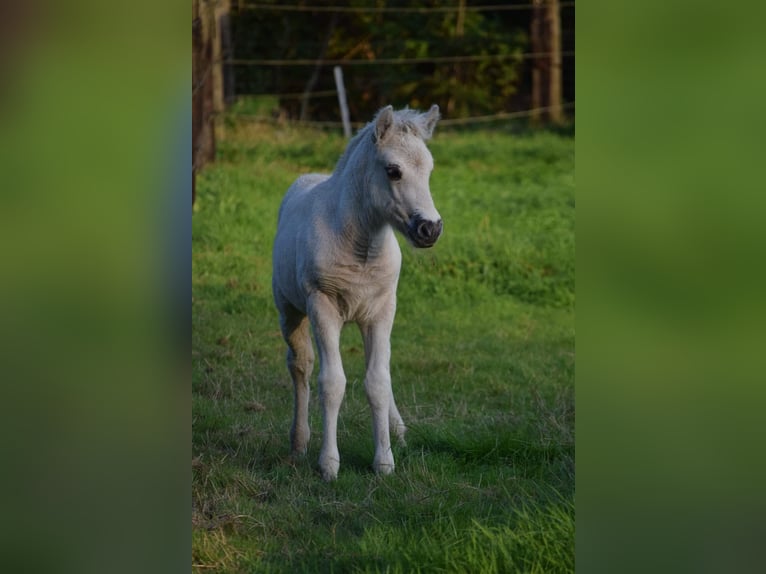 Fjordhästar Hingst Föl (08/2024) Black in Zoersel