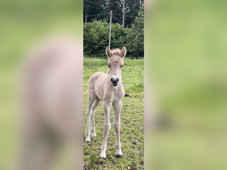 Fjordhästar Hingst Föl (06/2024) Black in Helferskirchen