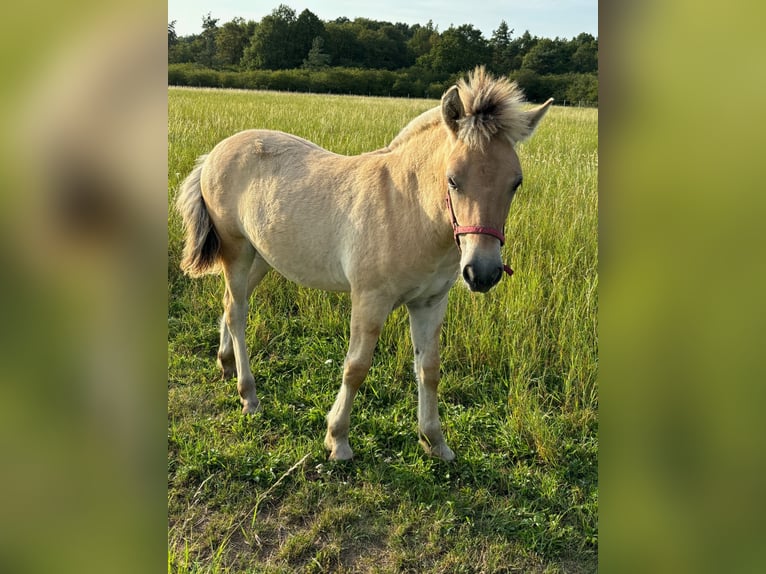 Fjordhästar Hingst Föl (04/2024) Black in Kamien Slaski