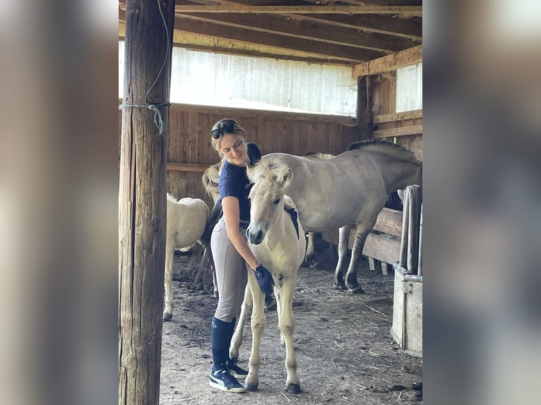 Fjordhästar Hingst Föl (05/2024) in Kumberg