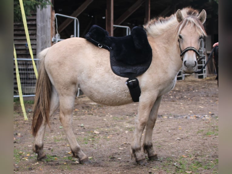 Fjordhästar Sto 1 år 150 cm Black in MiehlenGemmerich