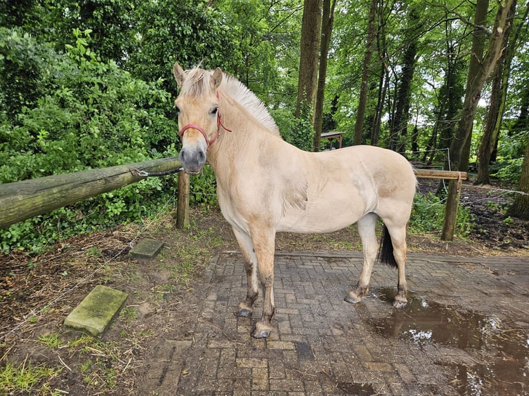 Fjordhästar Sto 4 år 145 cm Black in Langen