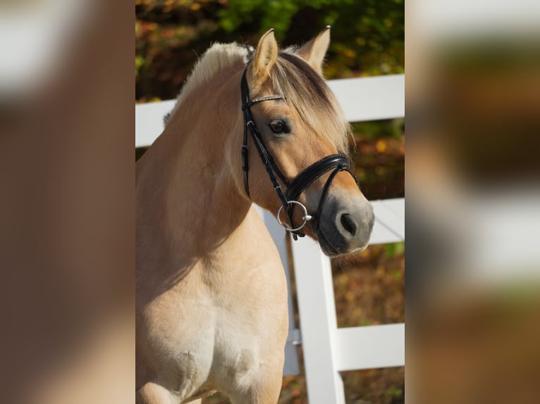 Fjordhästar Sto 7 år 147 cm Black in Nettersheim