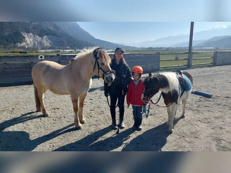 Fjordhästar Valack 14 år 145 cm Black in Kematen in Tirol