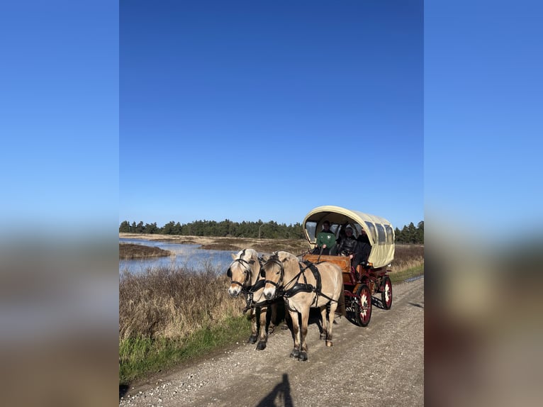 Fjordhästar Valack 16 år 140 cm in Bramstedtlund